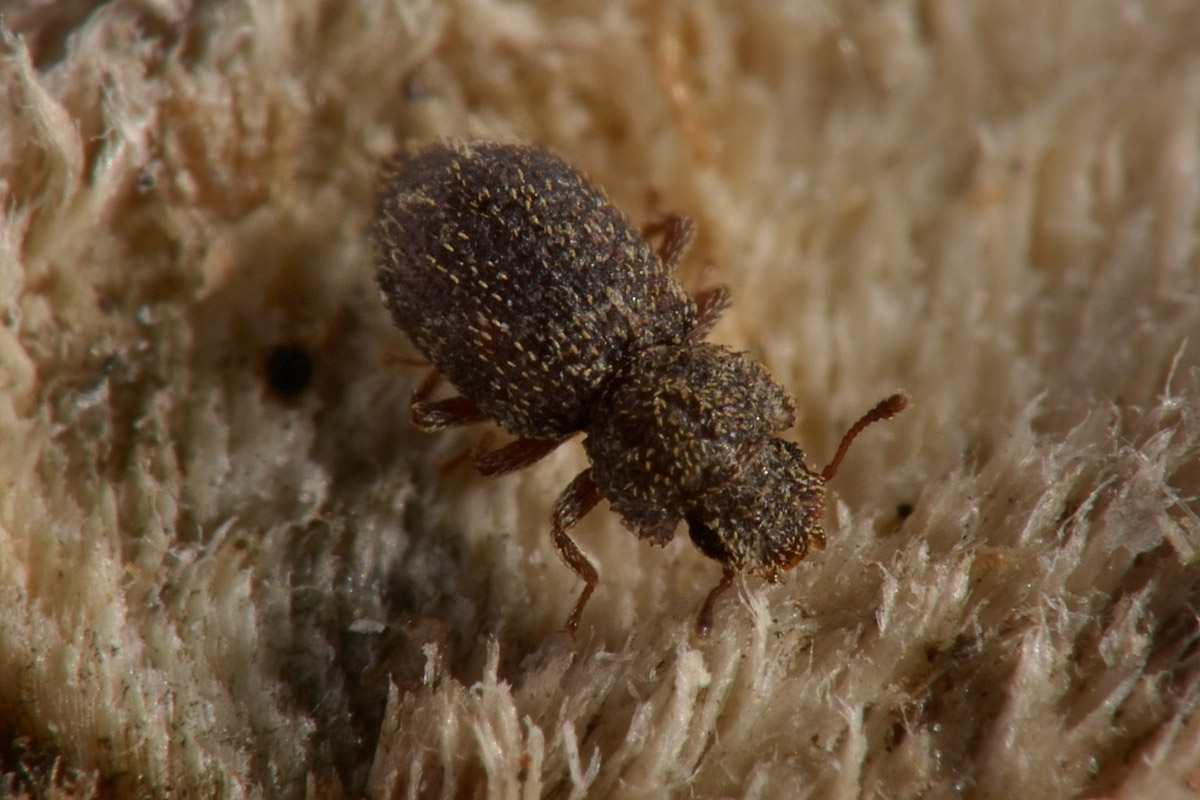 Zopheridae: Coxelus pictus